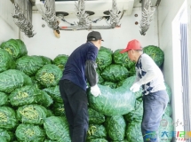 草堰镇西渣村：蚕豆丰收采收忙 轮作增效助增收