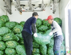 草堰镇西渣村：蚕豆丰收采收忙 轮作增效助增收